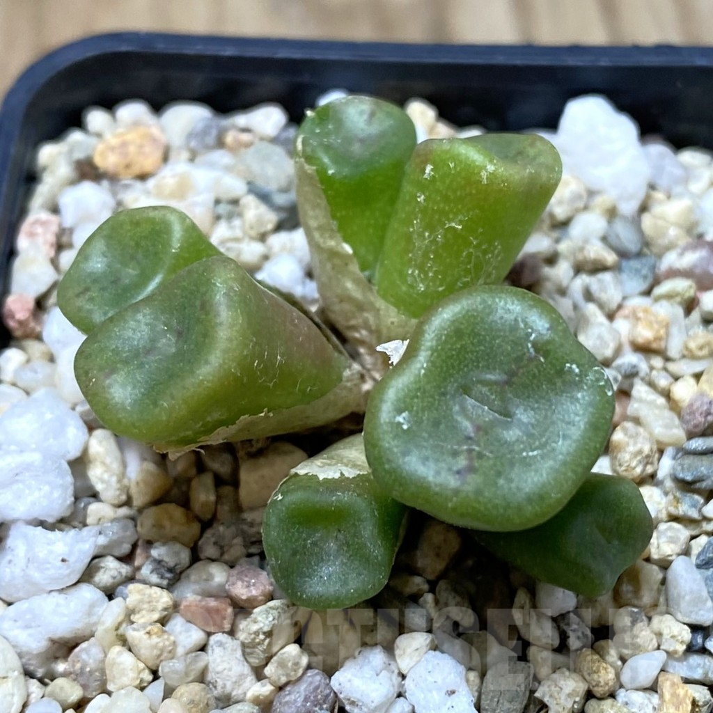 SHPR41272 Conophytum cubicum