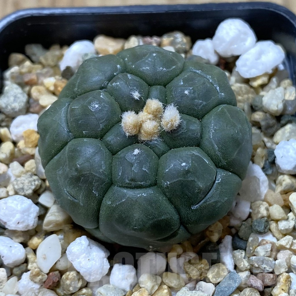 SH1227 Astrophytum asterias ‘Kikko’