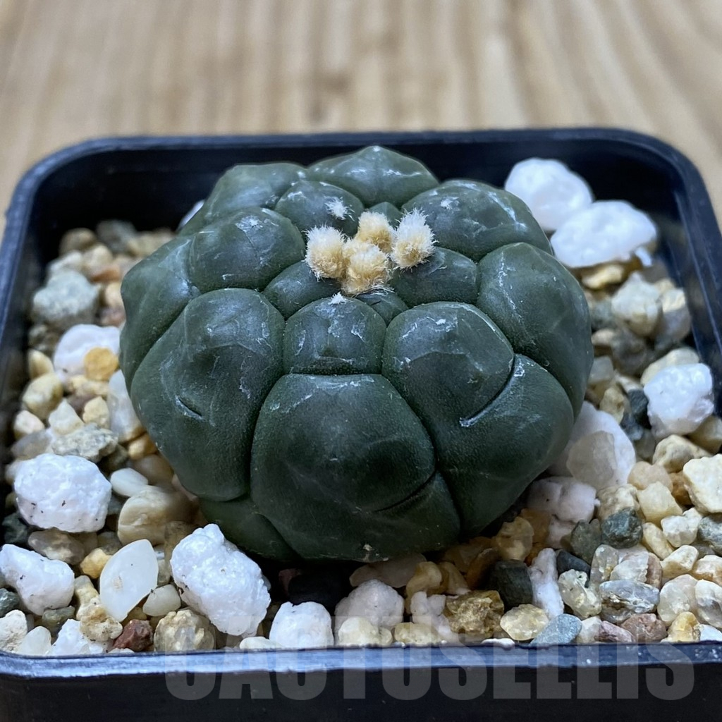 SH1227 Astrophytum asterias ‘Kikko’ - Image 2
