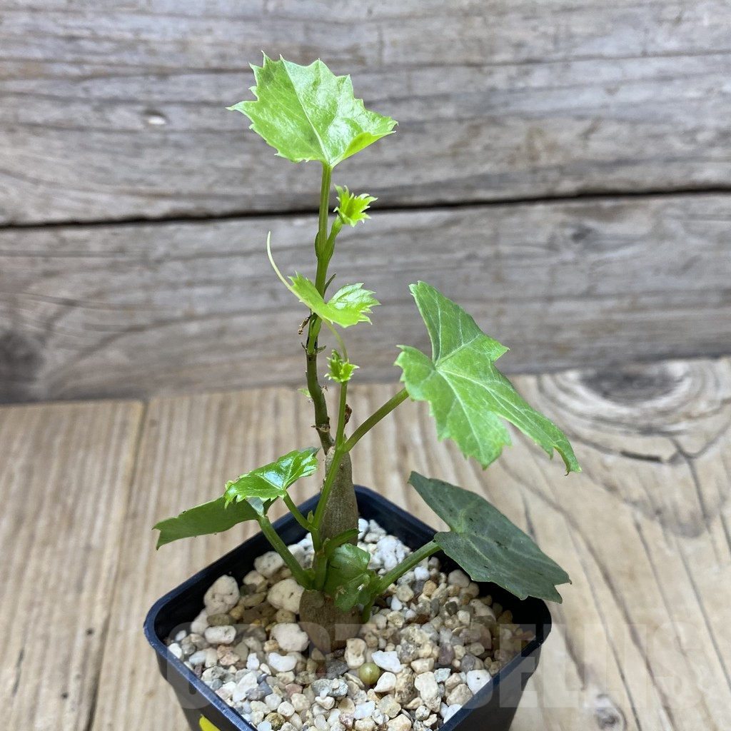 SHPR41344 Cissus trifoliata - Image 2