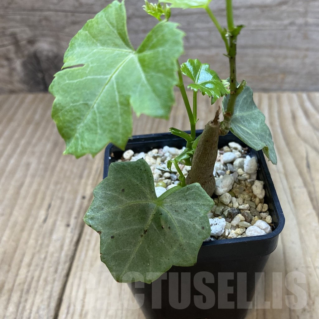 SHPR41344 Cissus trifoliata - Image 3