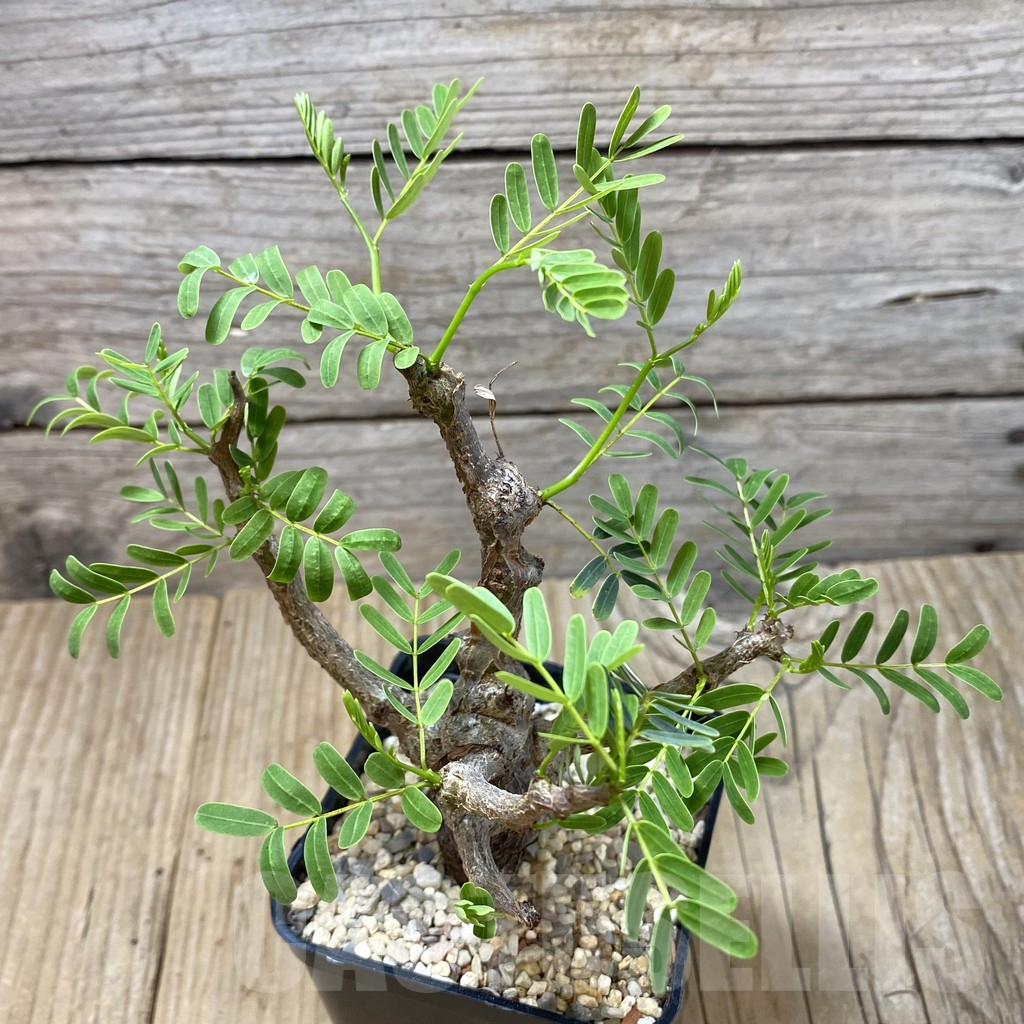 SHPR41347 Senna meridionalis