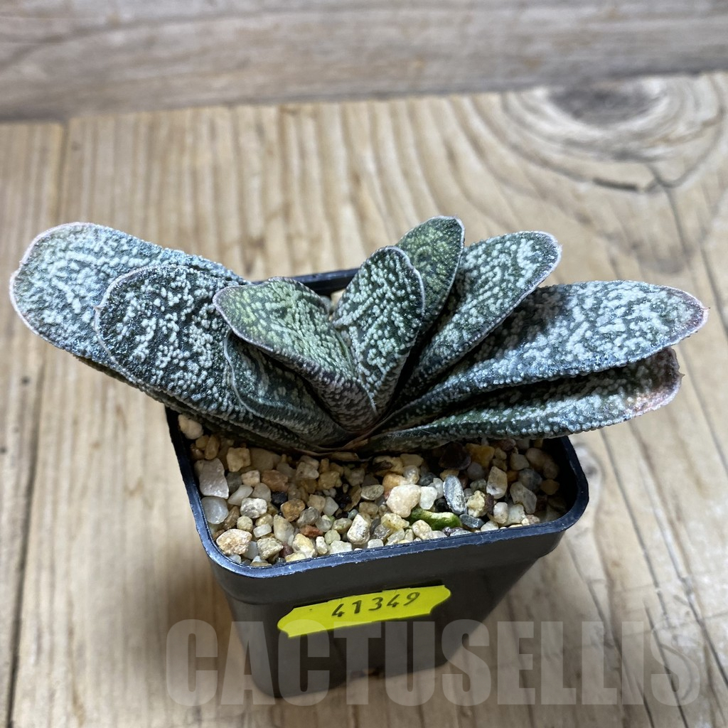 SHPR41349 Gasteria ellaphieae x baylissiana x ? - Image 2