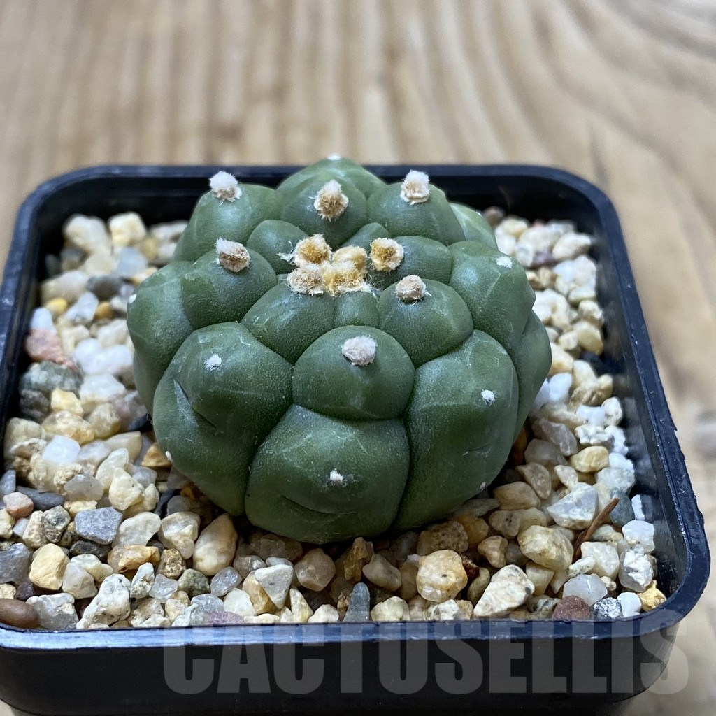 SH1228 Astrophytum asterias ‘Kikko’ - Image 2