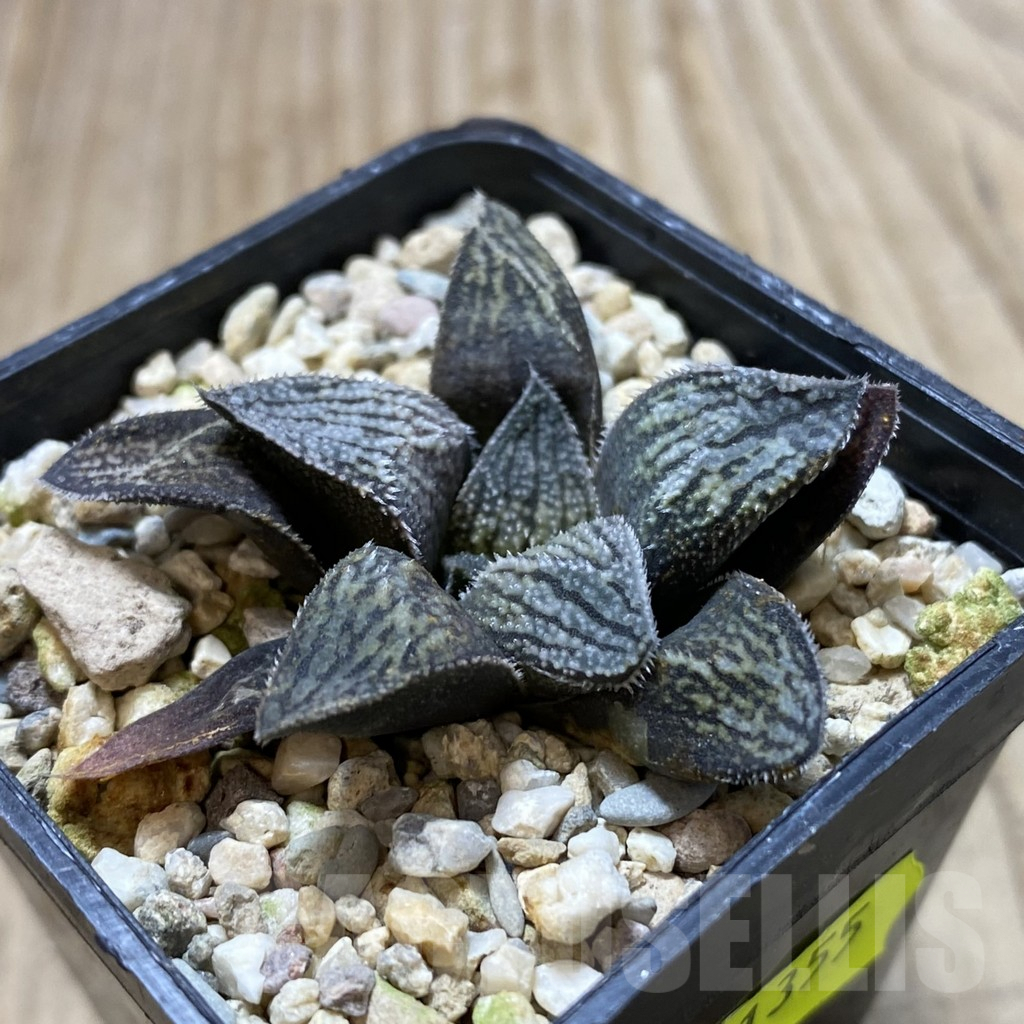 SHPR41355 Haworthia splendens 'Hakuja' hybrid - Image 2