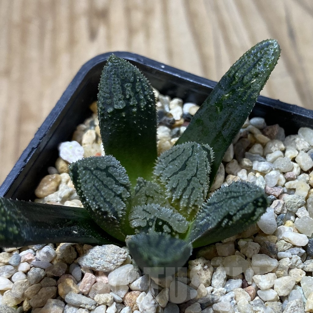 SHPR41359 Haworthia ‘Willys Dream’