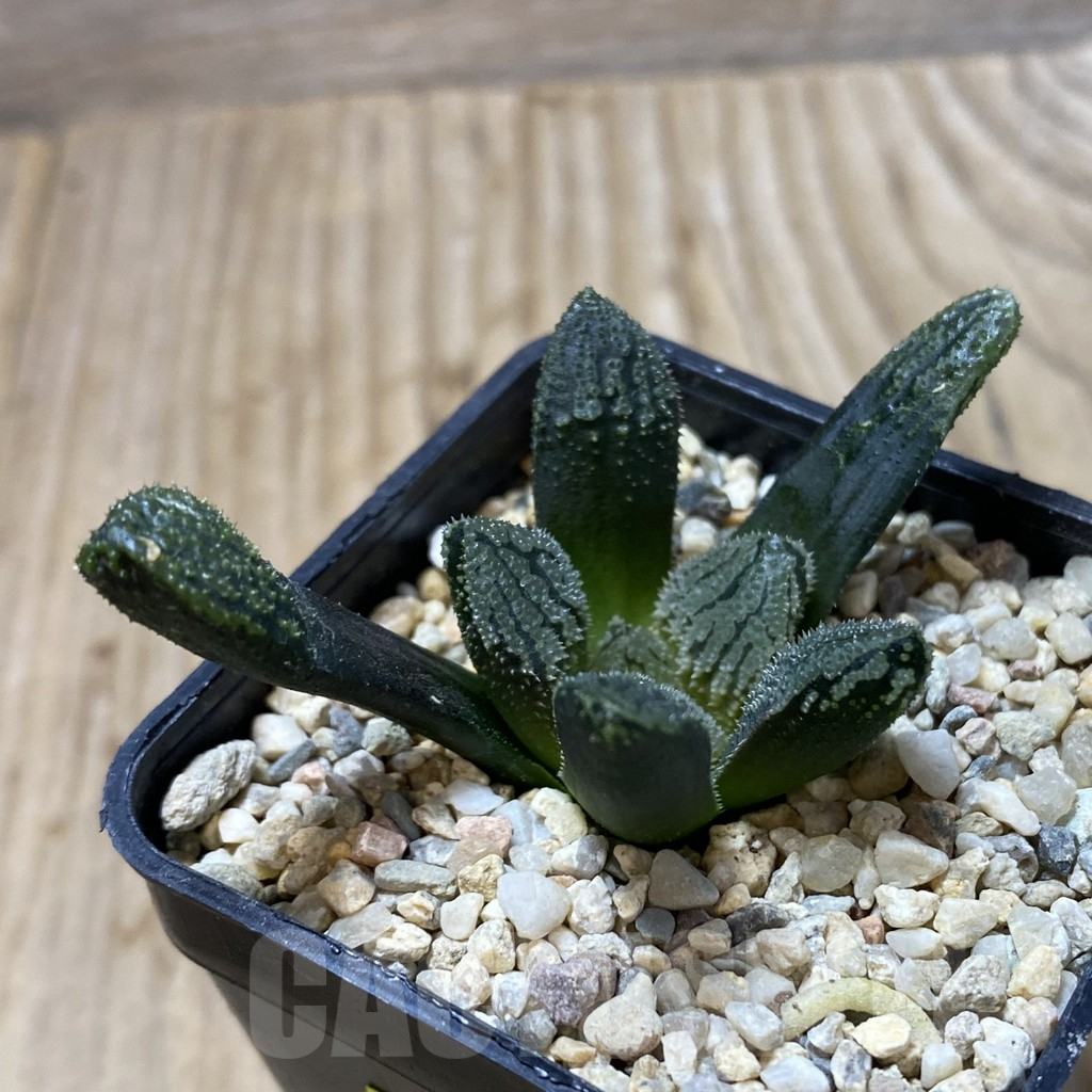SHPR41359 Haworthia ‘Willys Dream’ - Image 2