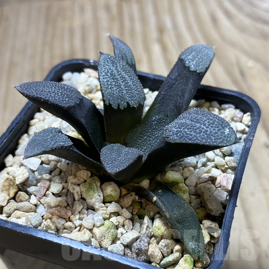 SHPR41364 Haworthia bayeri - Image 2