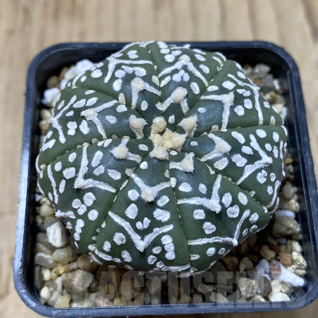 SH1233 Astrophytum asterias ‘Super Kabuto’ V-type f. nudum