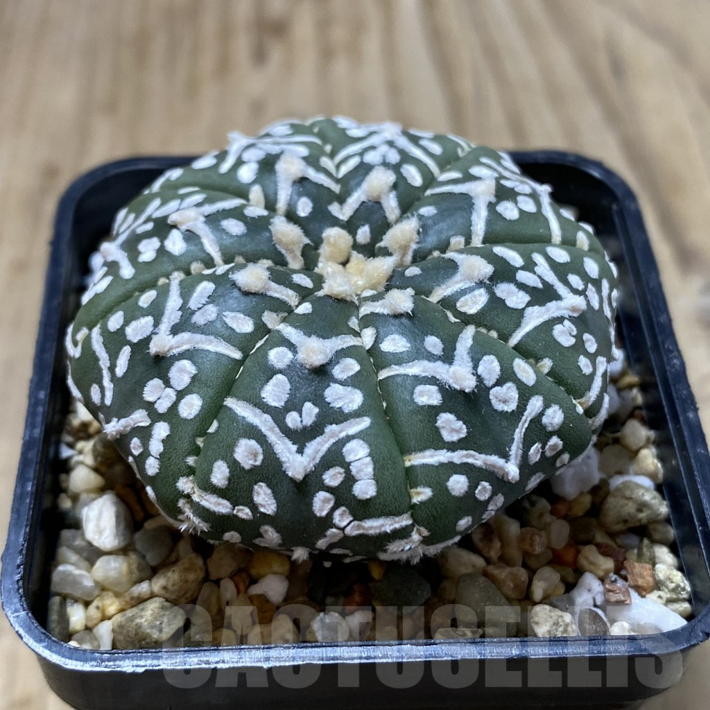 SH1233 Astrophytum asterias ‘Super Kabuto’ V-type f. nudum - Image 2