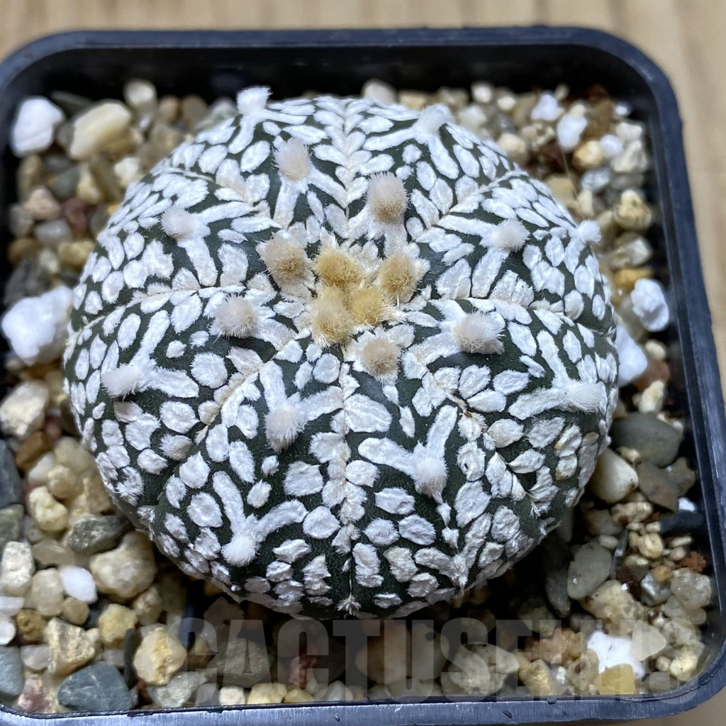 SH1234 Astrophytum asterias ‘Super Kabuto’ V-type