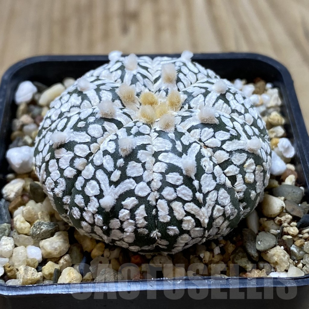 SH1234 Astrophytum asterias ‘Super Kabuto’ V-type - Image 2