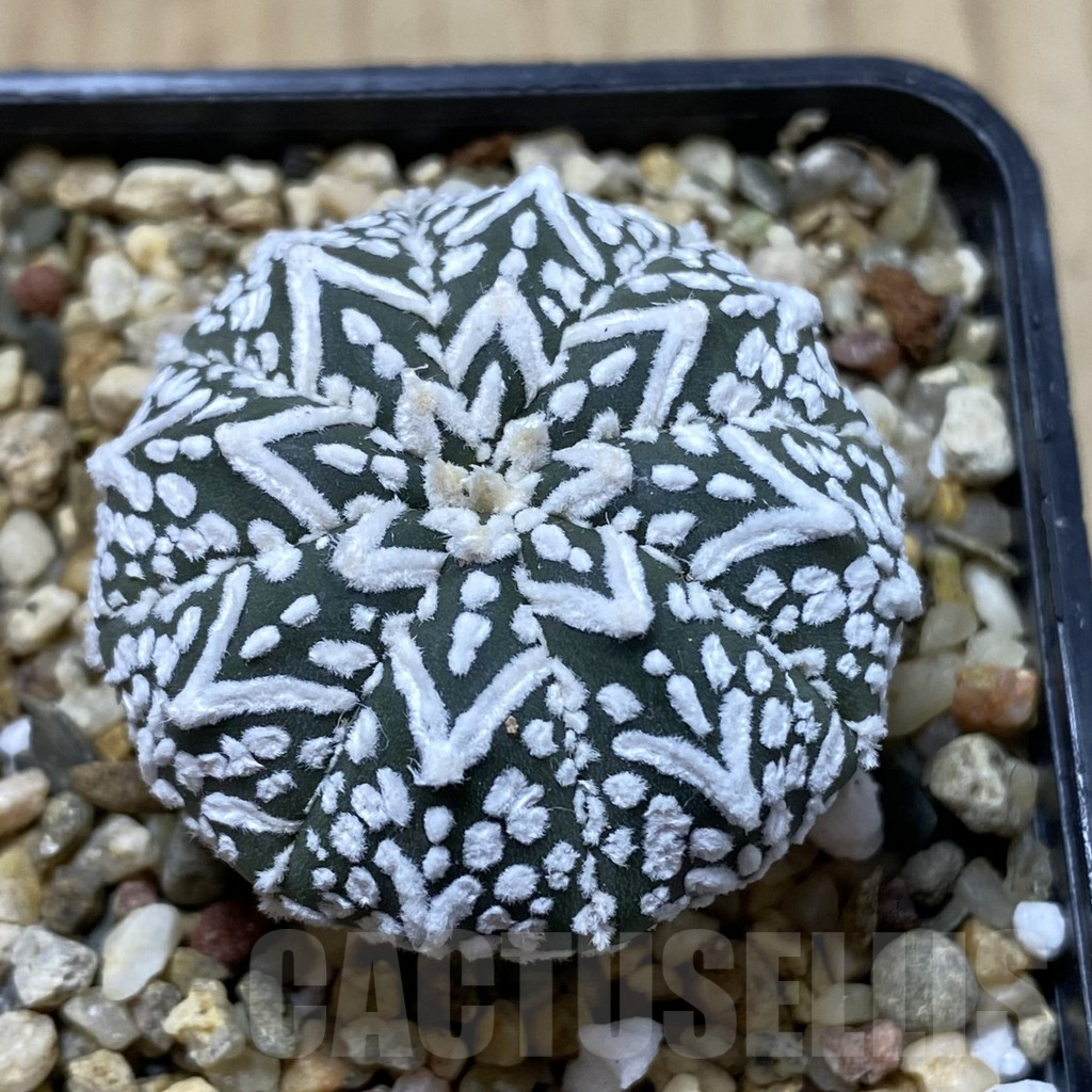 SHPR41314 Astrophytum asterias ‘Super Kabuto’ V-type