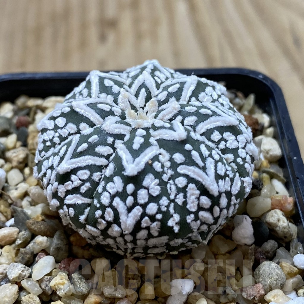 SHPR41314 Astrophytum asterias ‘Super Kabuto’ V-type - Image 2