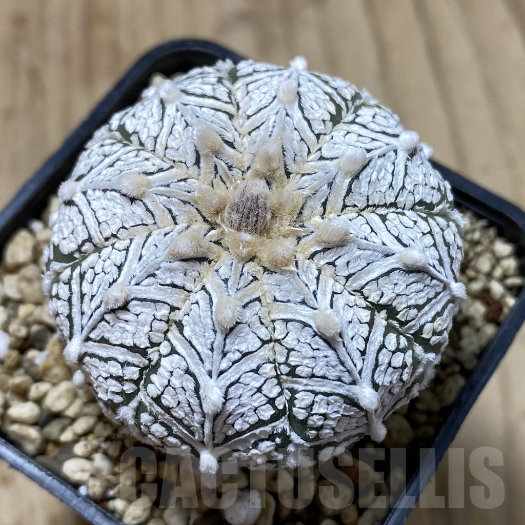 SHPR41316 Astrophytum asterias ‘Super Kabuto’ V-type