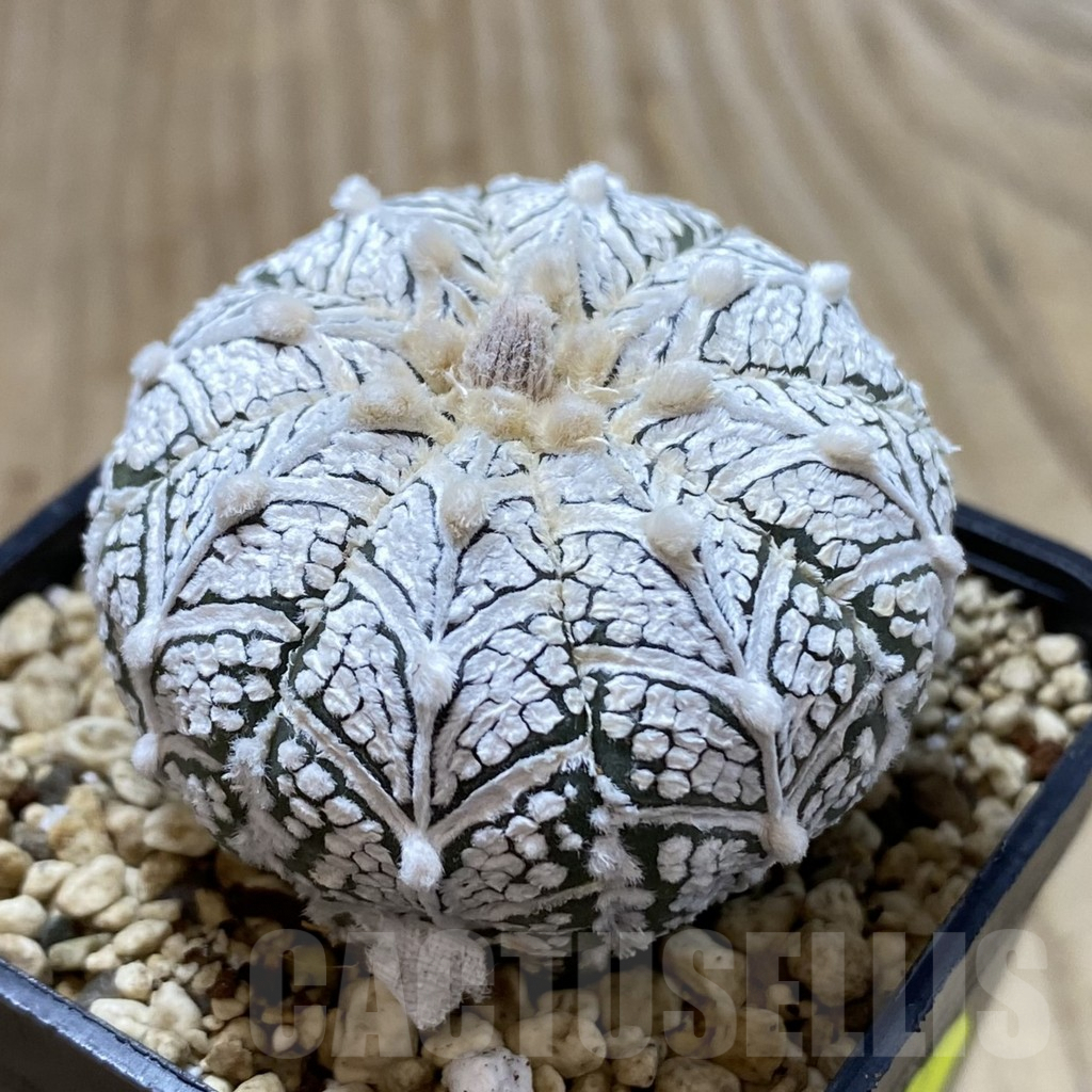 SHPR41316 Astrophytum asterias ‘Super Kabuto’ V-type - Image 2