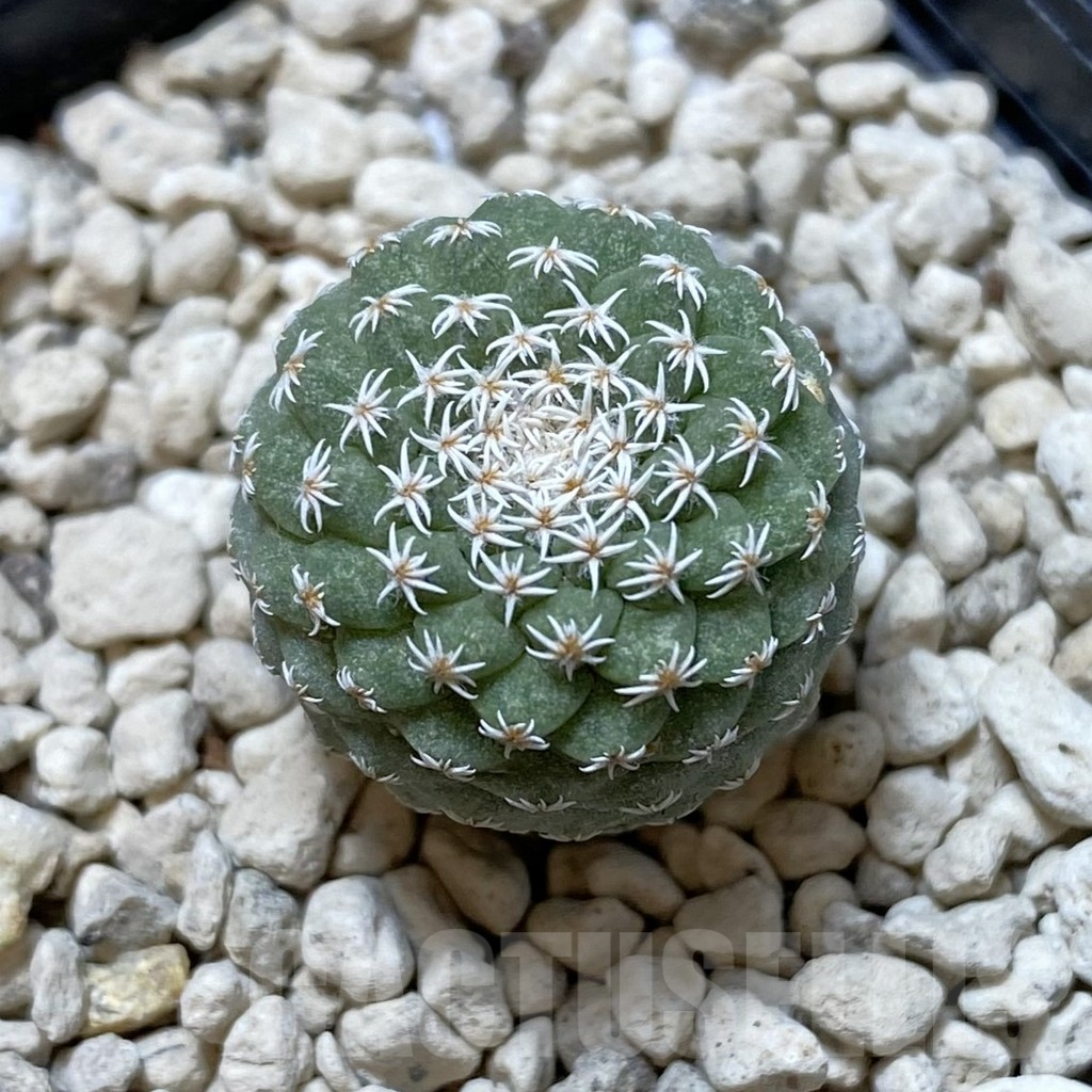 SH1245 Strombocactus disciformis