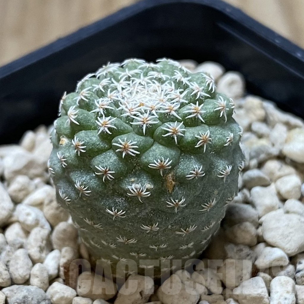 SH1245 Strombocactus disciformis - Image 2
