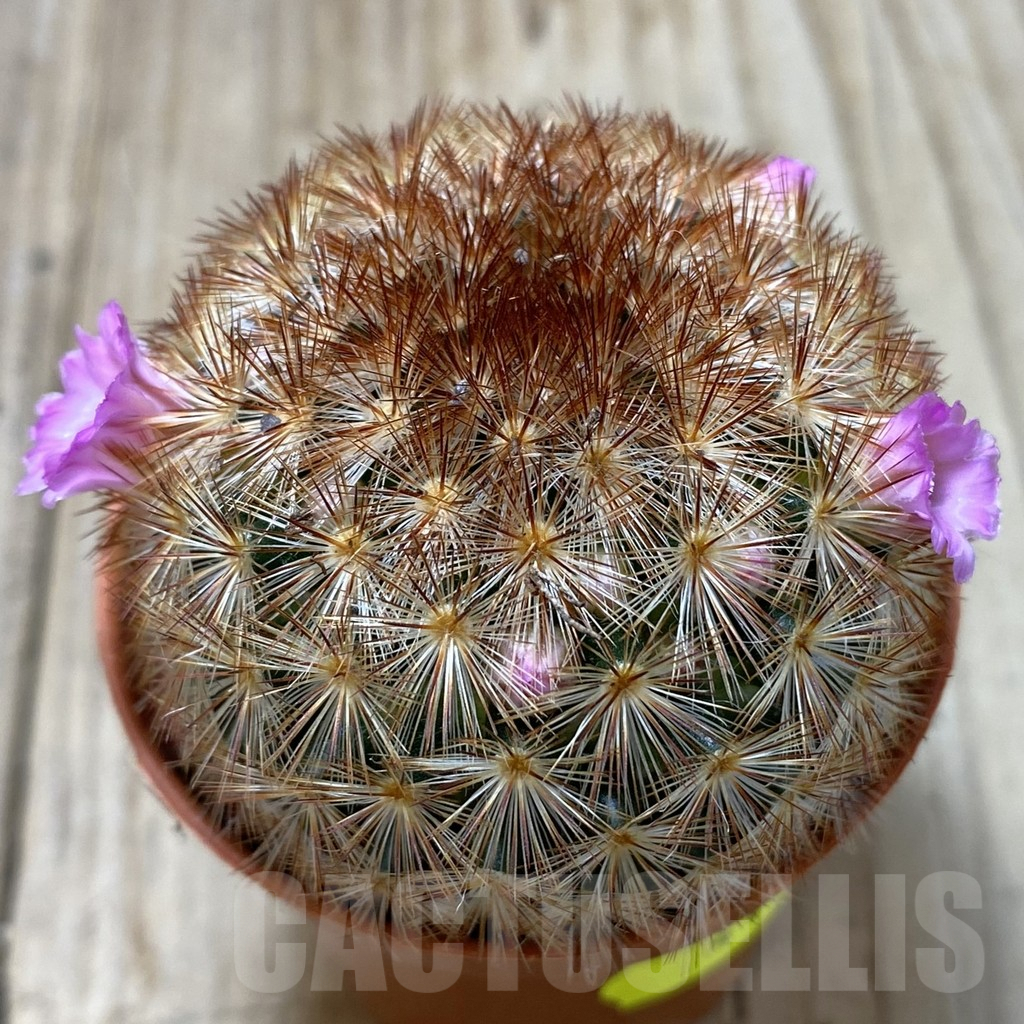 SH1247 Mammillaria carmenae f. rubrispina hybrid