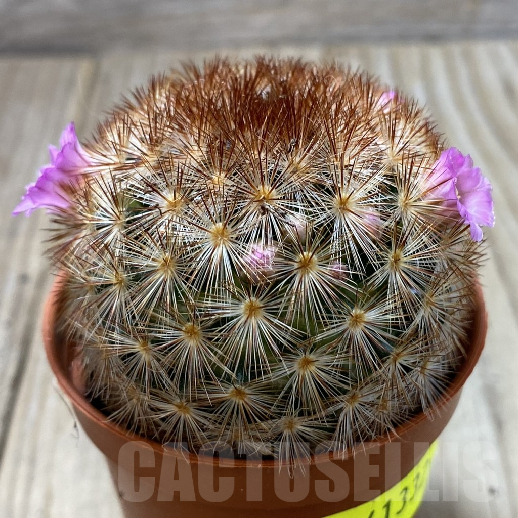 SH1247 Mammillaria carmenae f. rubrispina hybrid - Image 2