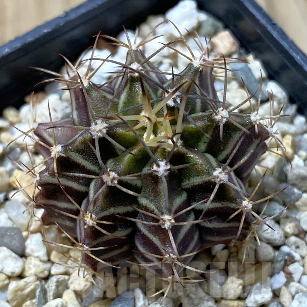 SH2456 Gymnocalycium mihanovichii v. stenogonum