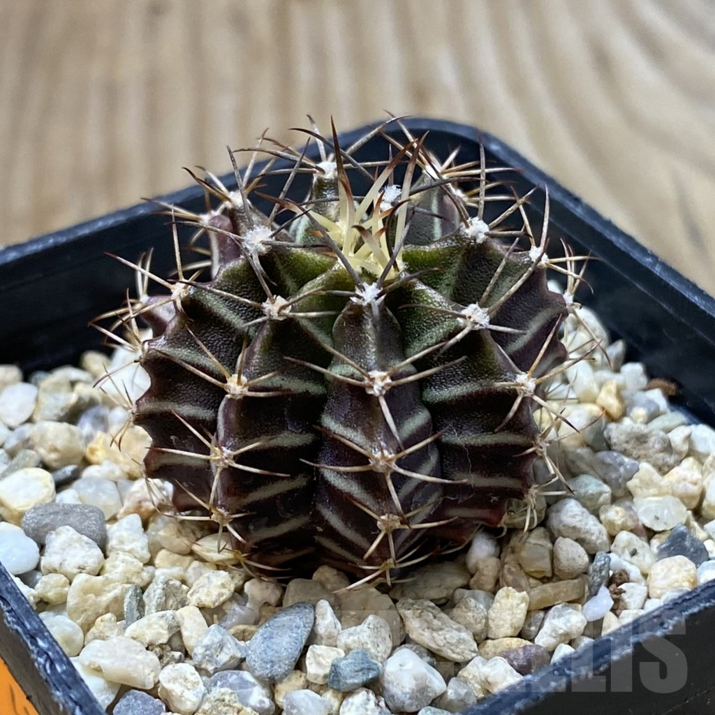 SH2456 Gymnocalycium mihanovichii v. stenogonum - Image 2