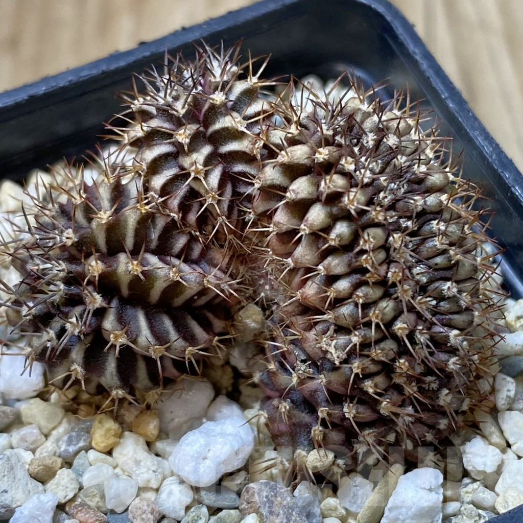 SH2457 Gymnocalycium friedrichii LB f. cristata