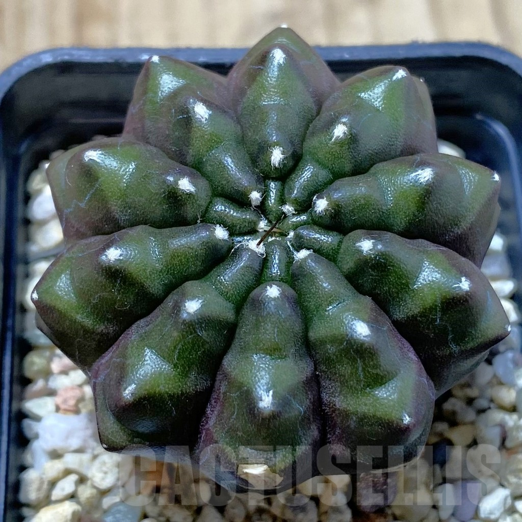 SHPR41604 Gymnocalycium mihanovichii ‘inermis’ Black form, seedling