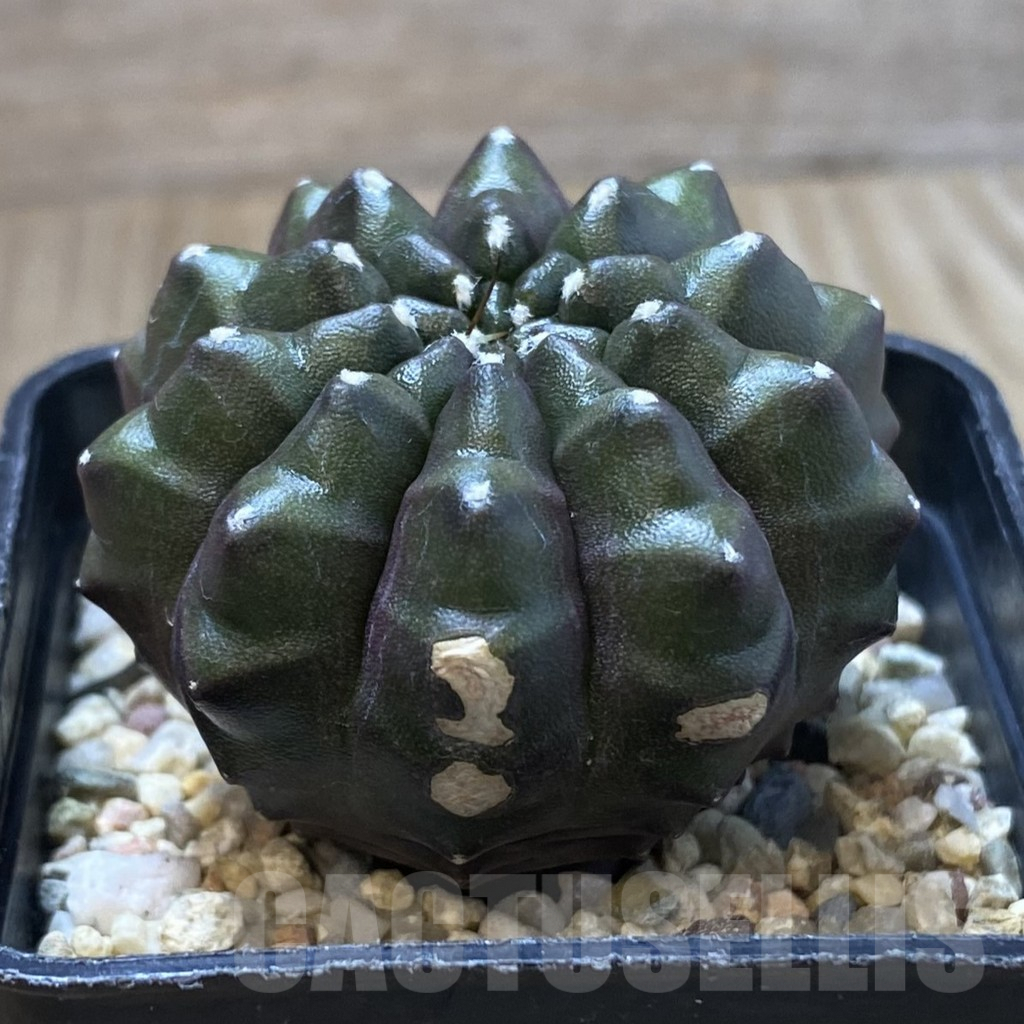 SHPR41604 Gymnocalycium mihanovichii ‘inermis’ Black form, seedling - Image 2