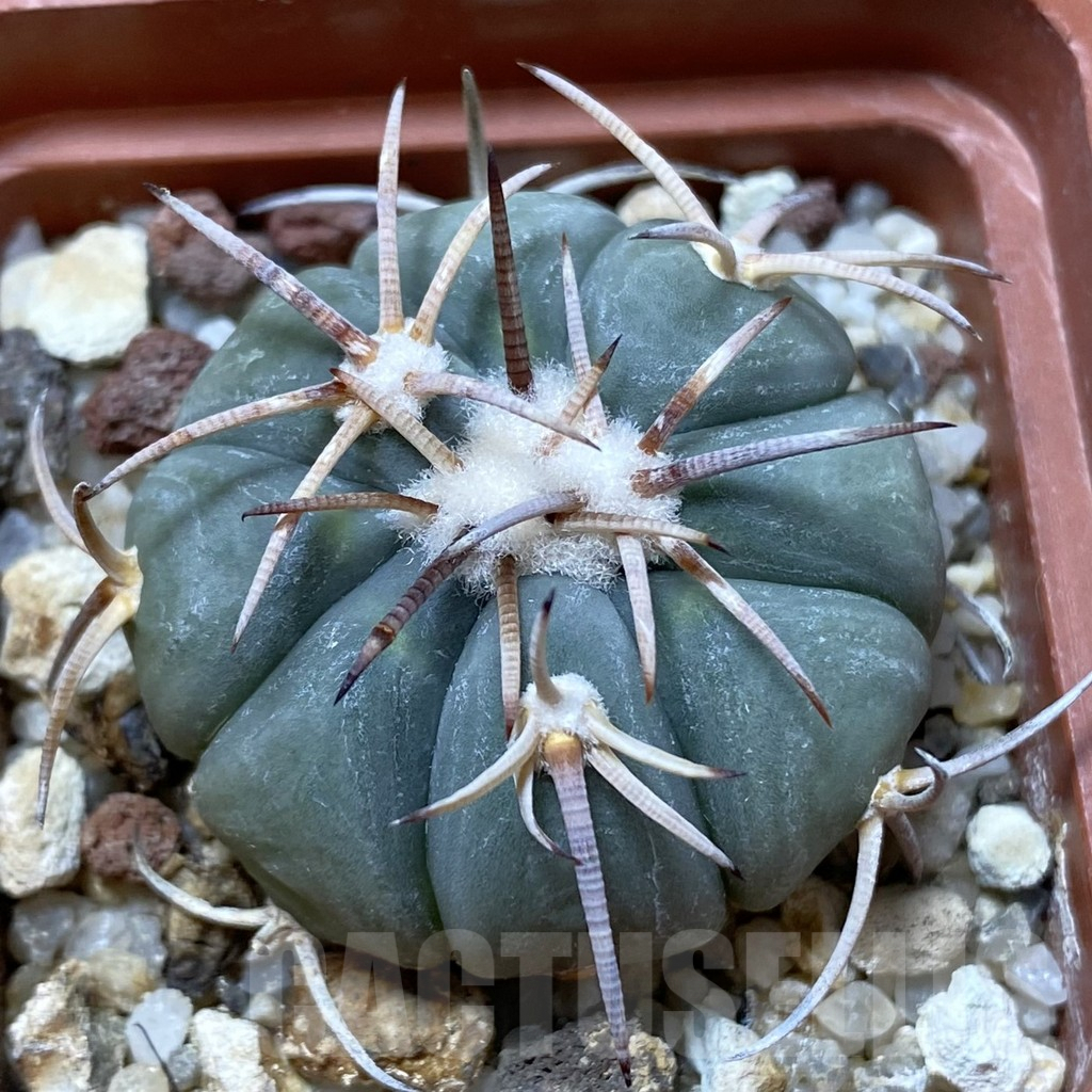 SH2461 Echinocactus horizonthalonius