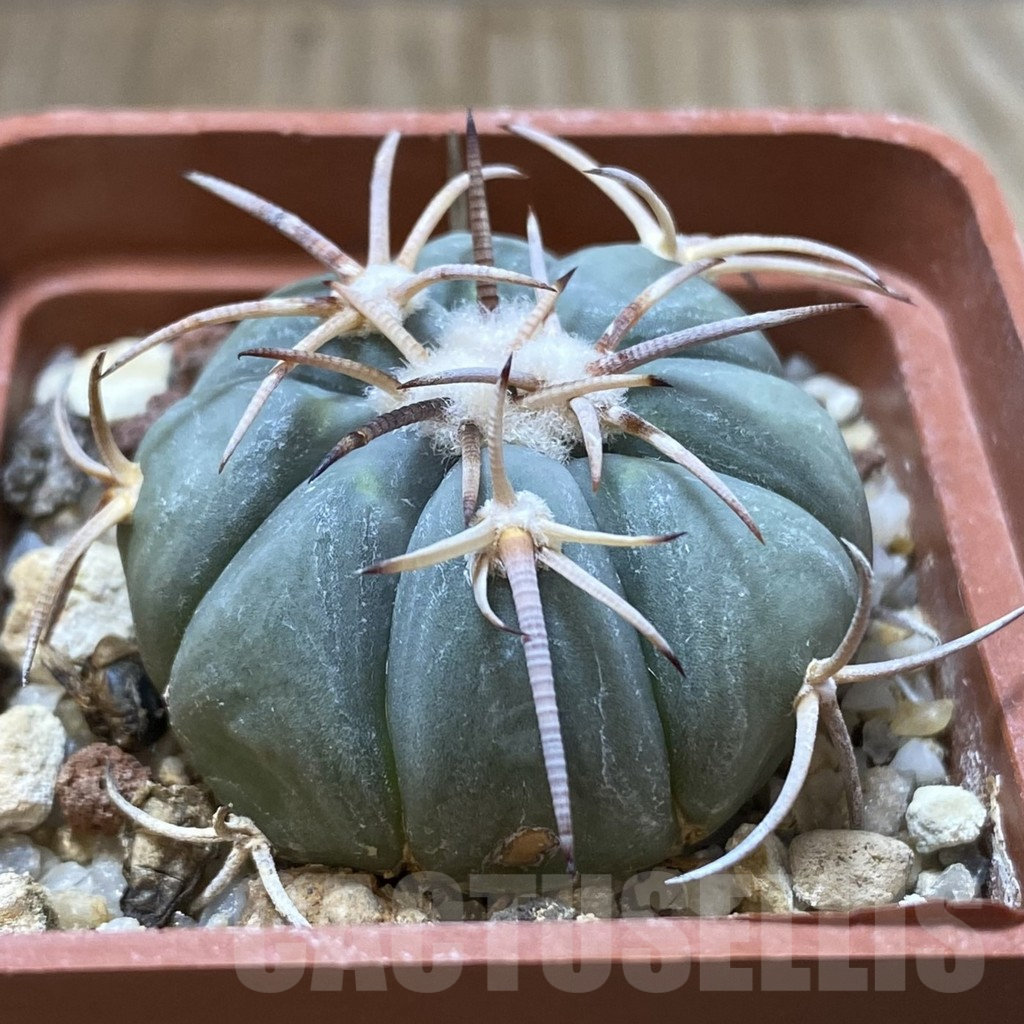 SH2461 Echinocactus horizonthalonius - Image 2