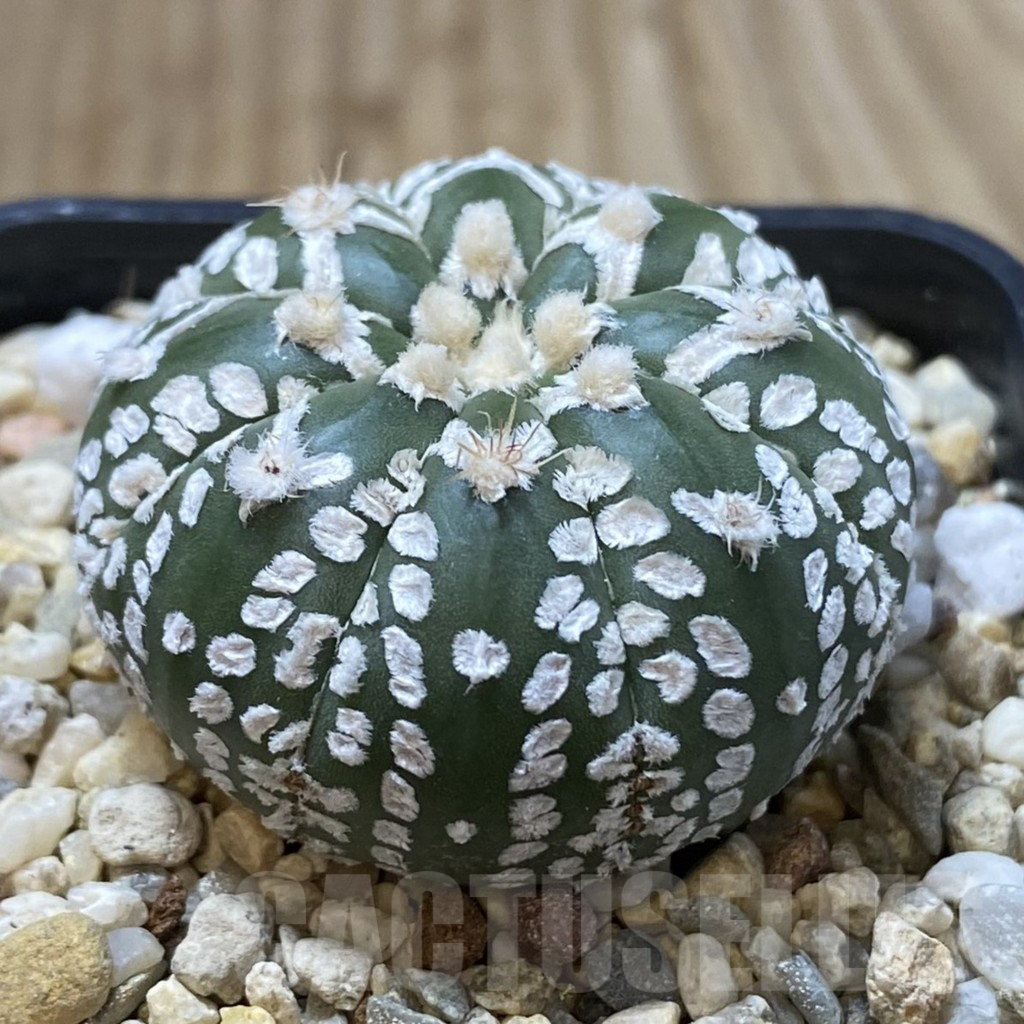 SHPR41611 Astrophytum asterias ‘Super Kabuto’ V-type f. nudum - Image 2
