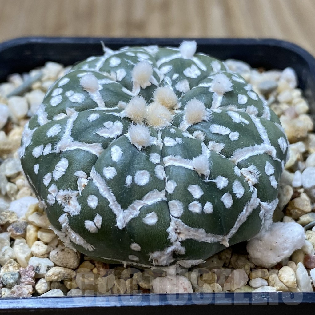 SHPR41612 Astrophytum asterias ‘Super Kabuto’ V-type f. nudum - Image 2