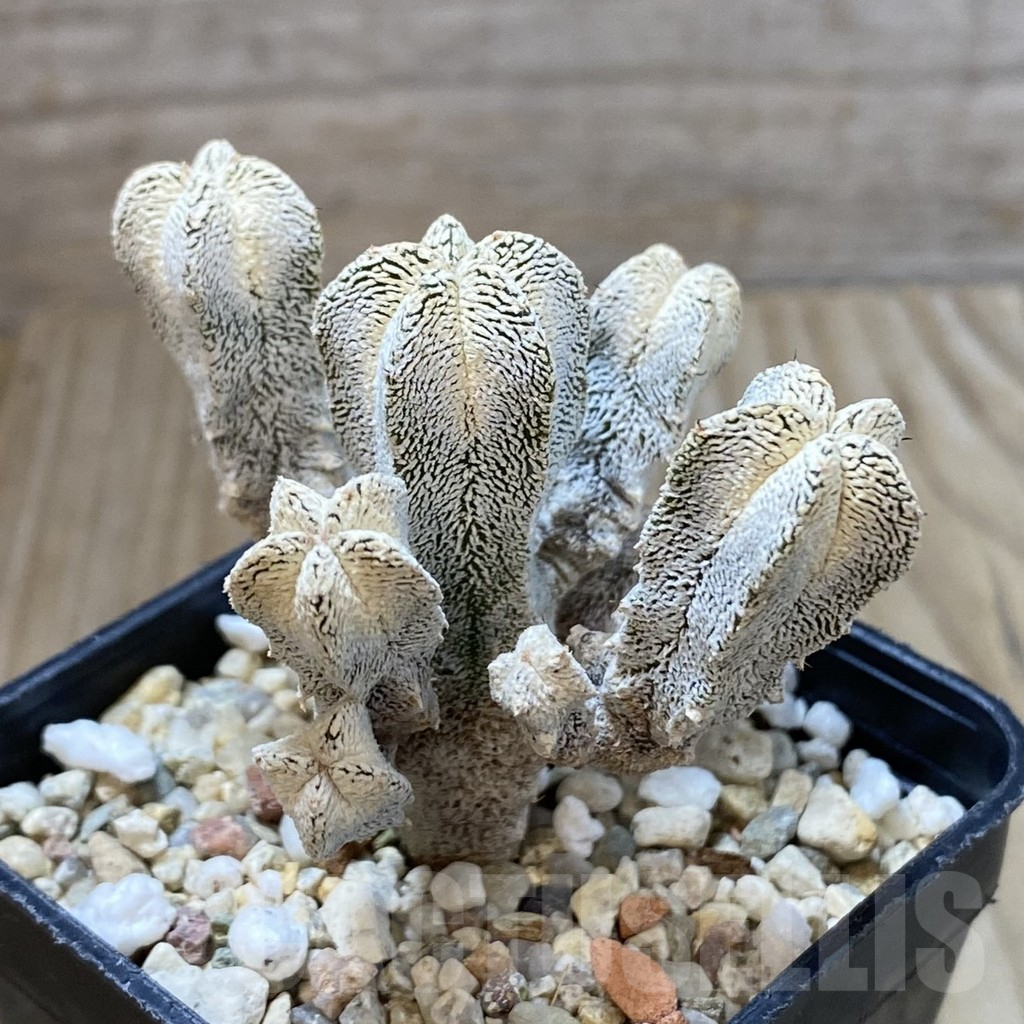SHPR41618 Astrophytum myriostigma ‘Onzuka’ - Image 2