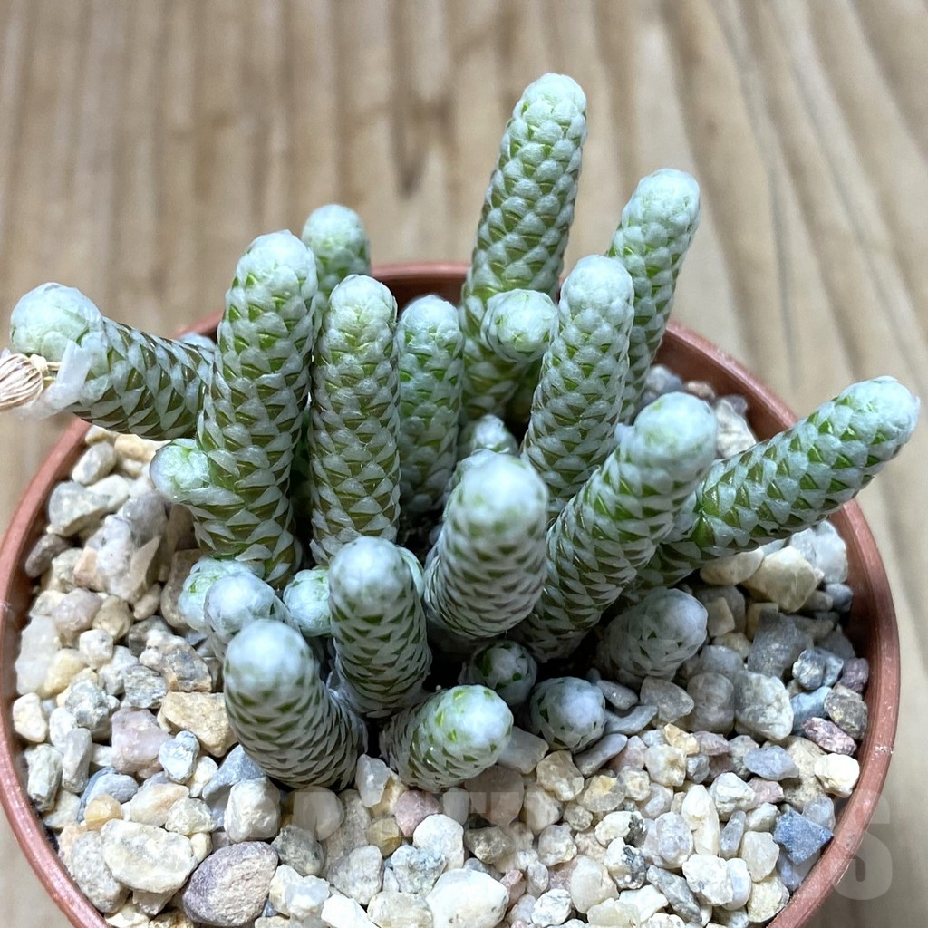SHPR41625 Avonia albissima