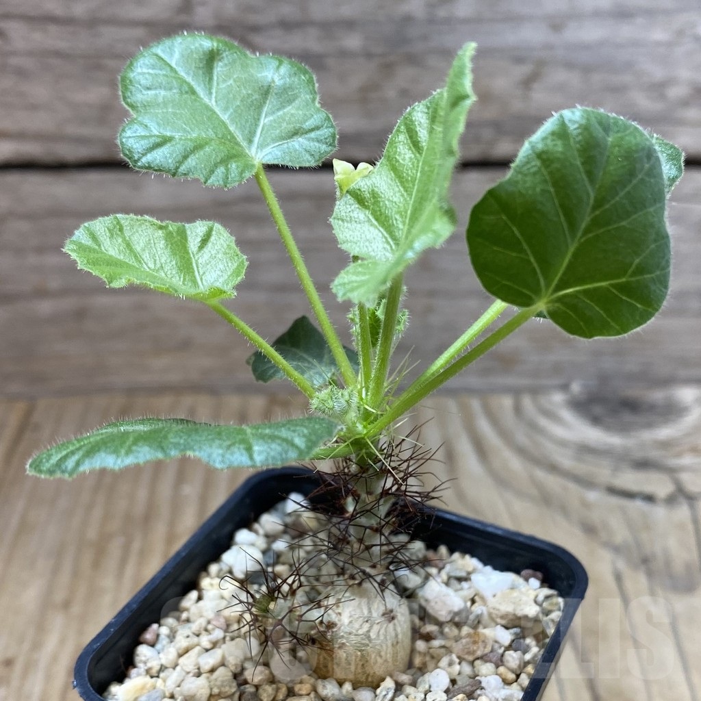 SHPR41569 Jatropha marginata - Image 2