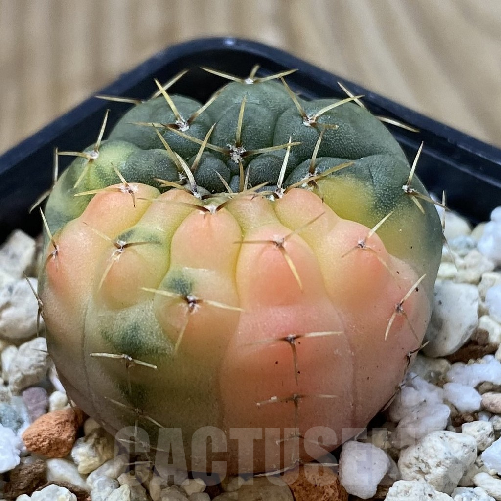 SH2446 Gymnocalycium stellatum f. variegata, seedling - Image 2