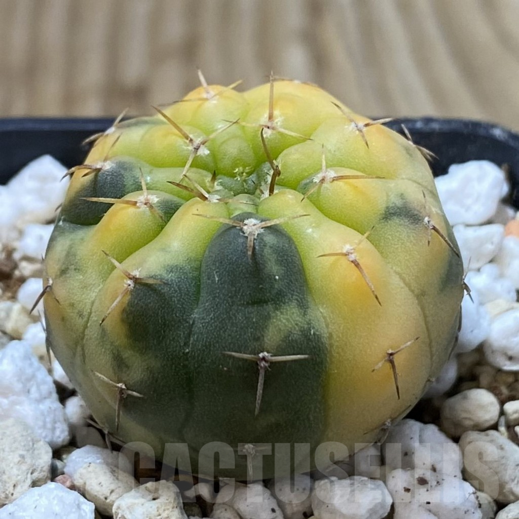 SH2447 Gymnocalycium stellatum f. variegata, seedling - Image 2