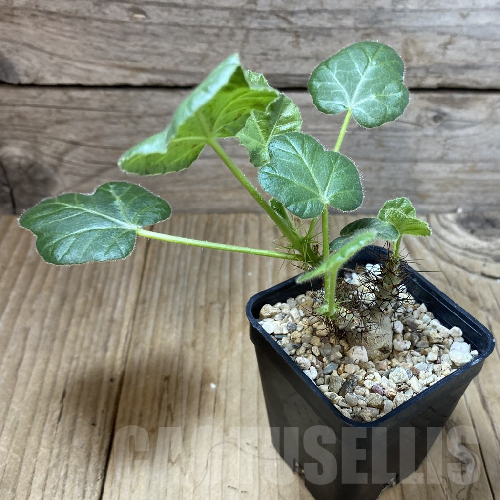 SHPR41570 Jatropha marginata - Image 2