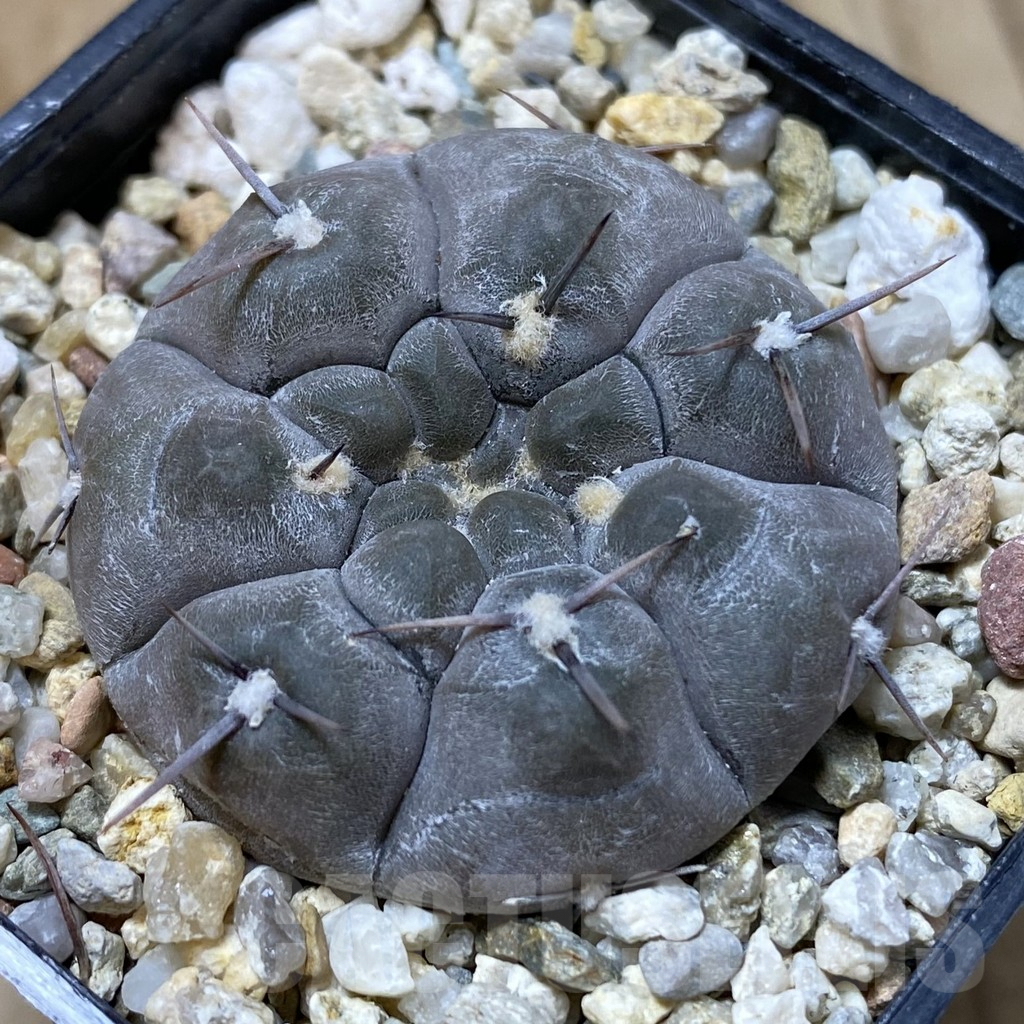 SHPR41597 Gymnocalycium borthii ssp. nogolense VG 012