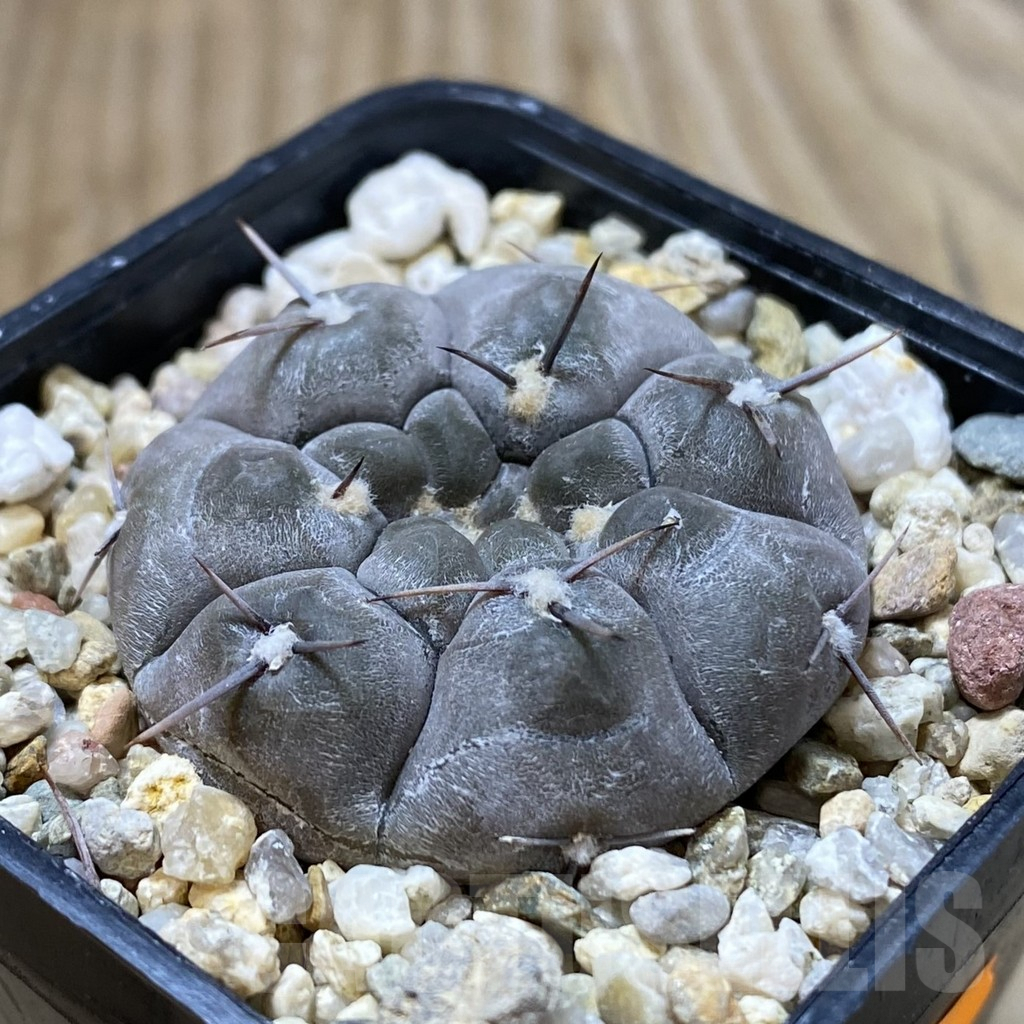 SHPR41597 Gymnocalycium borthii ssp. nogolense VG 012 - Image 2