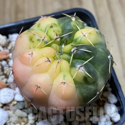 SH2484 Gymnocalycium stellatum f. variegata, seedling