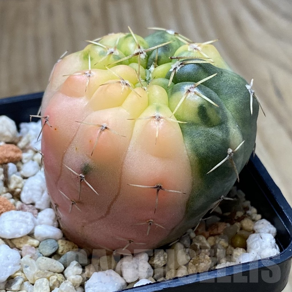 SH2484 Gymnocalycium stellatum f. variegata, seedling - Image 2