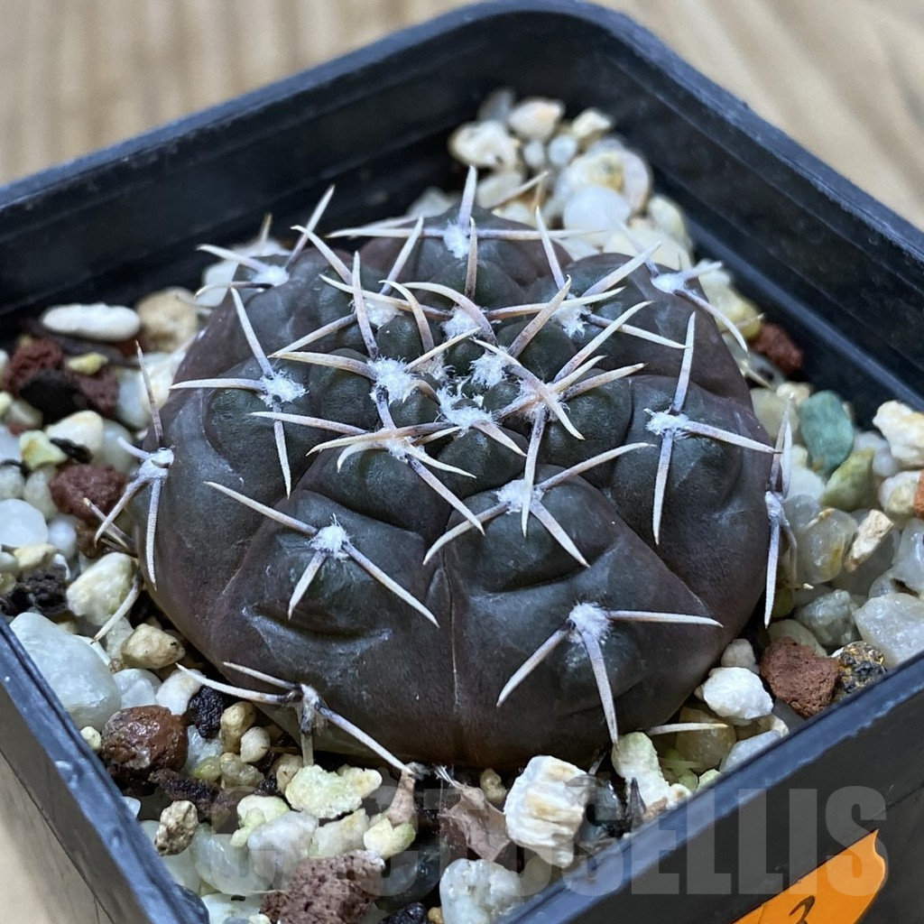 SHPR41823 Gymnocalycium kieslingii v. castaneum P220 - Image 2