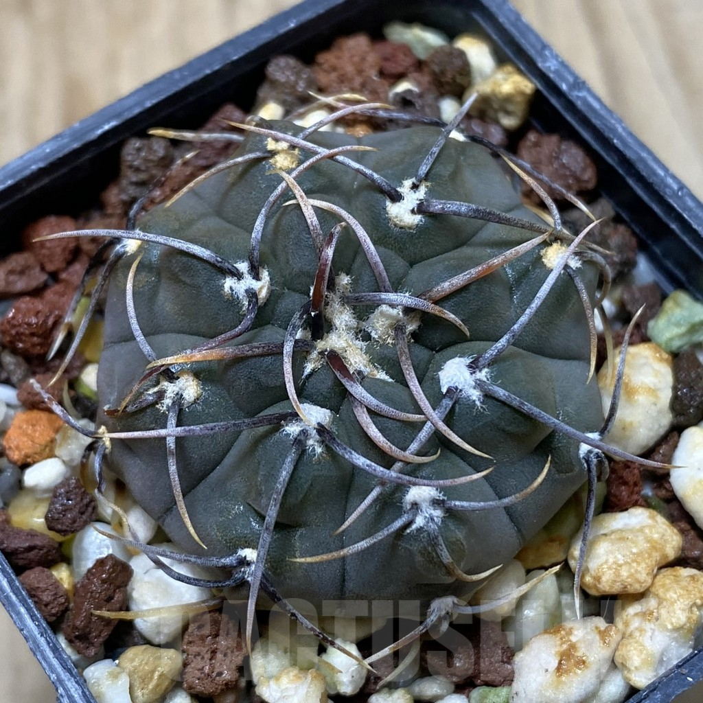 SHPR41828 Gymnocalycium vatteri v. altautinense