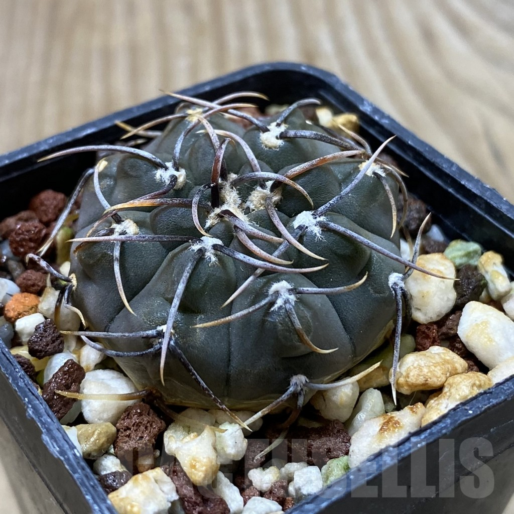 SHPR41828 Gymnocalycium vatteri v. altautinense - Image 2