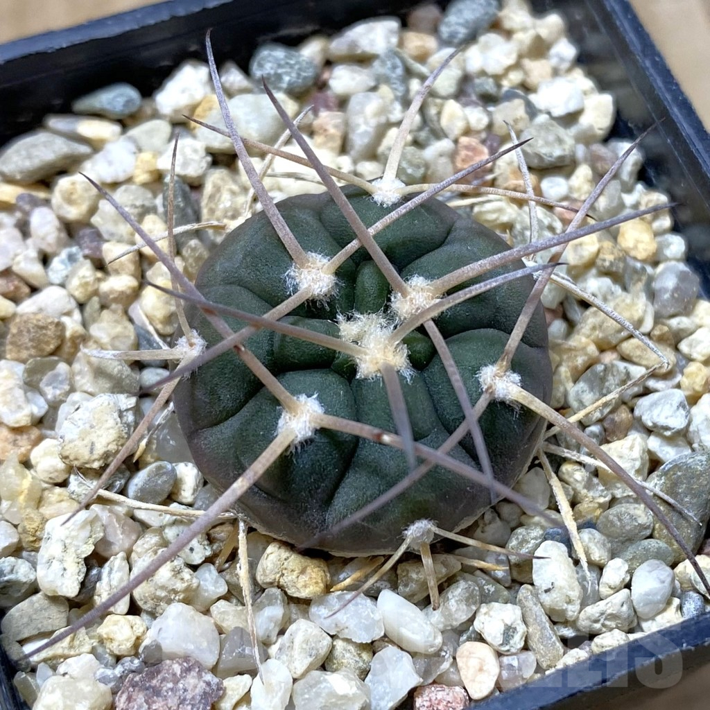 SHPR41835 Gymnocalycium rhodantherum P 79
