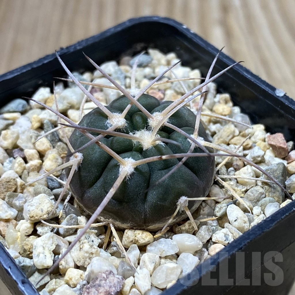 SHPR41835 Gymnocalycium rhodantherum P 79 - Image 2