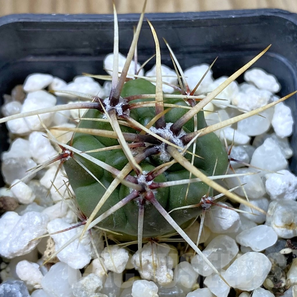 SHPR41838 Gymnocalycium achirasense v. chacrasense VG 251