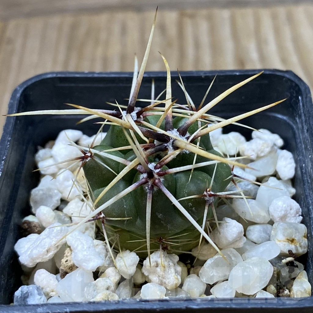 SHPR41838 Gymnocalycium achirasense v. chacrasense VG 251 - Image 2